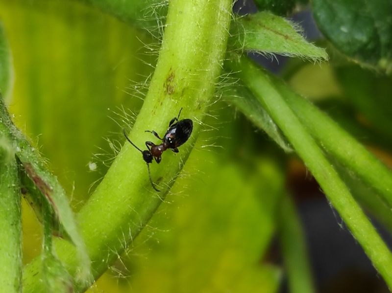 Anthicidae: Anthelephila pedestris